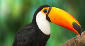toucanheader